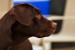 Labrador_Retriever_Hershey_chocolate